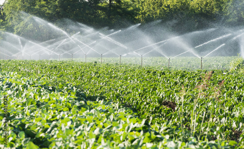 irrigation of vegetables photo