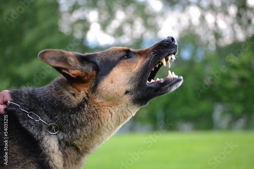 Bellender Schaeferhund