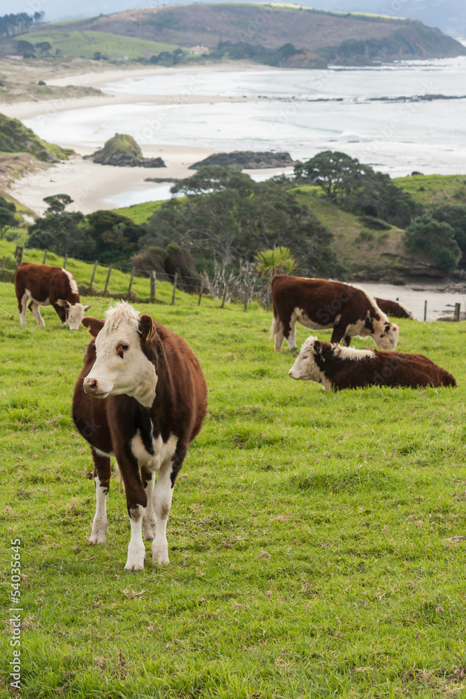 cattle grazing above Anchor Bay