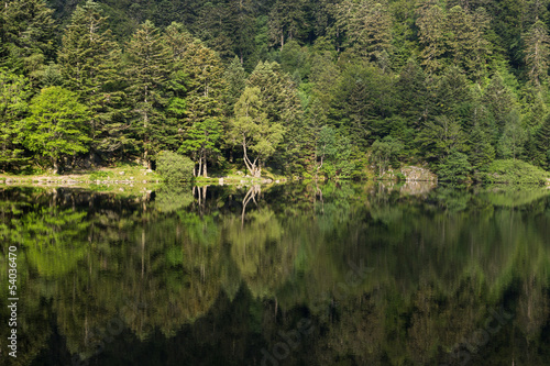 Reflets de la forêt sur le lac