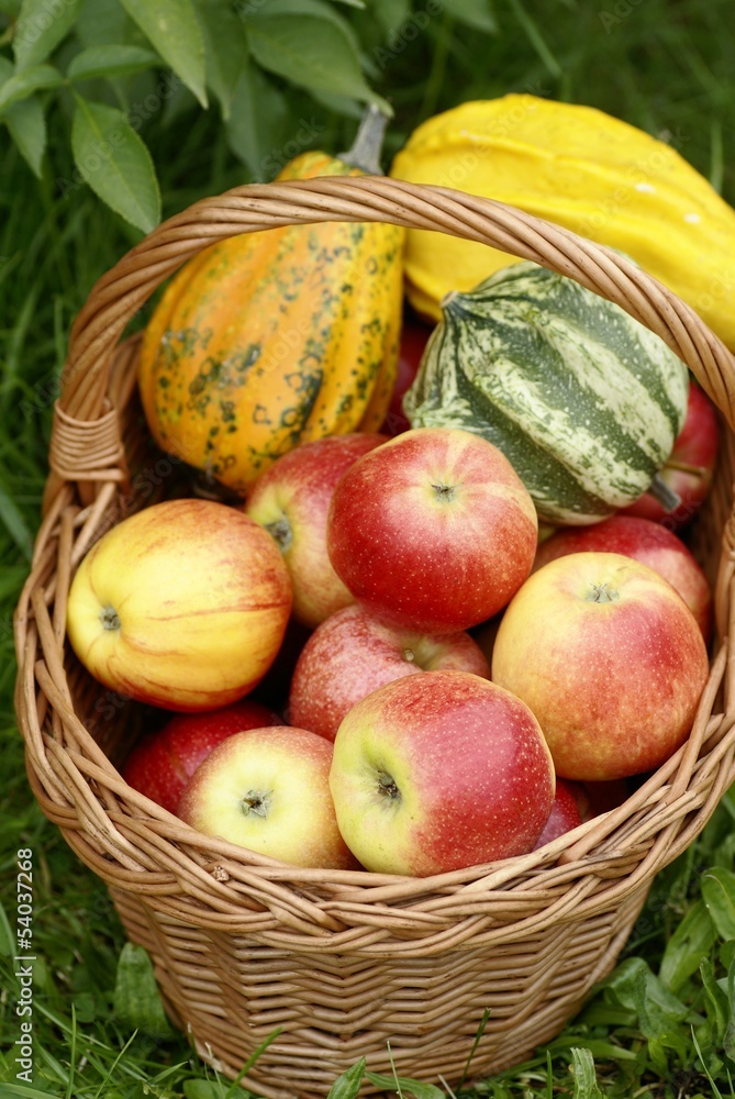 Basketful with apples and gourds in the garden.