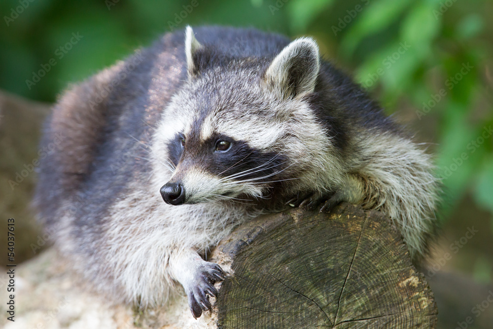 Raccoon resting on a log