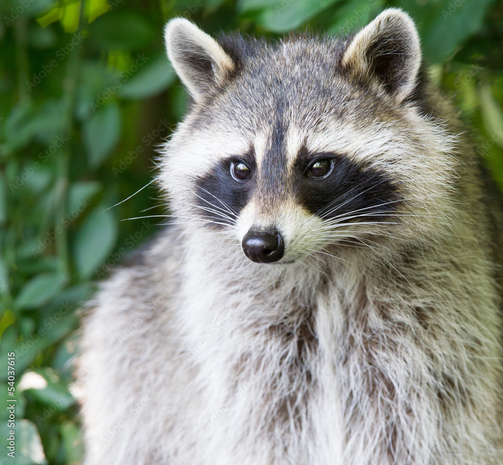 Adult raccoon portrait