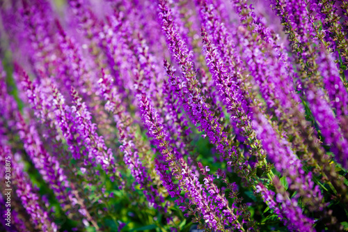 violet flower background from salvia nemorosa