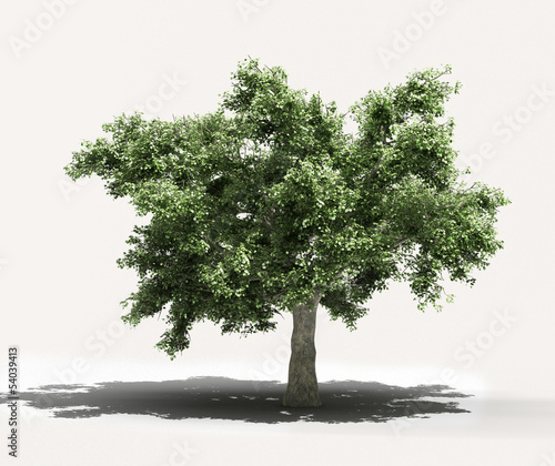 Tree on a light background