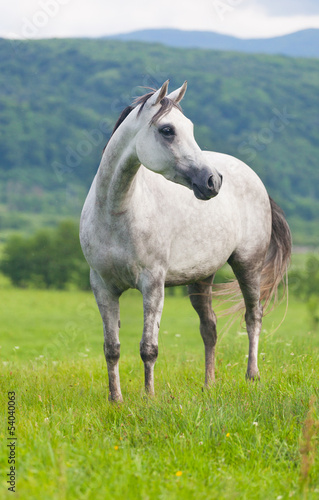 Gray Arab horse  on a green meadow