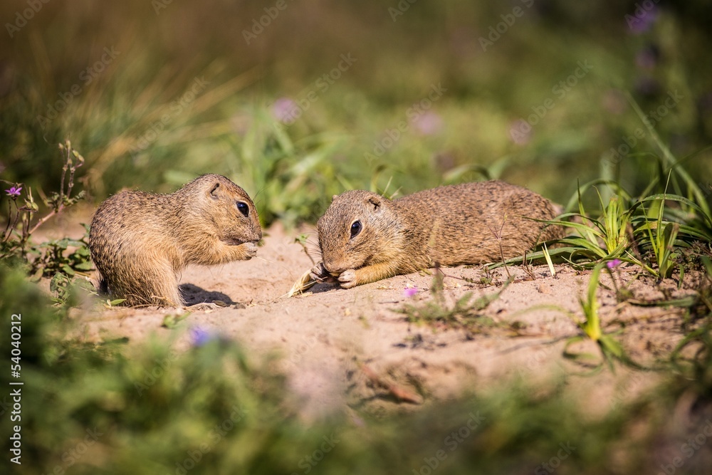gopher gopher