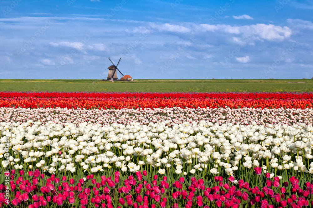 blossoming tulip flowers and Dutch windmill