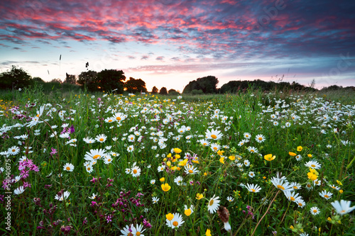 summer wildflowers at dramatic sunset