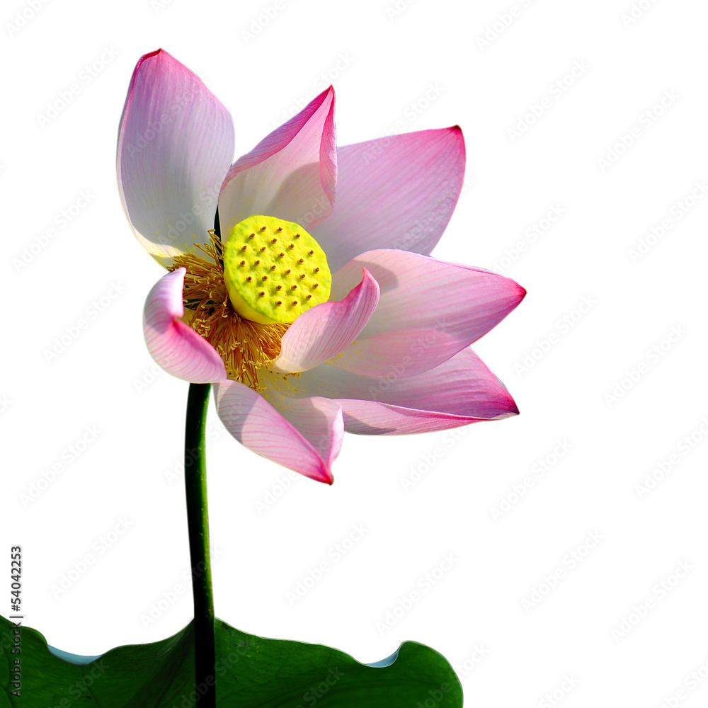 Fototapeta premium Beautiful lotus(Single isolated on white background)