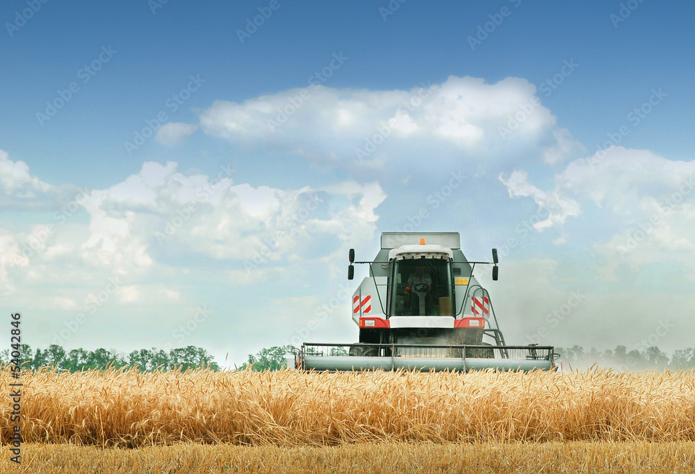 Fototapeta premium Combine harvester