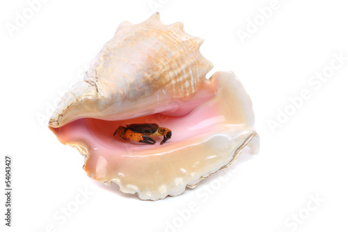 Crab into shell of rapana.