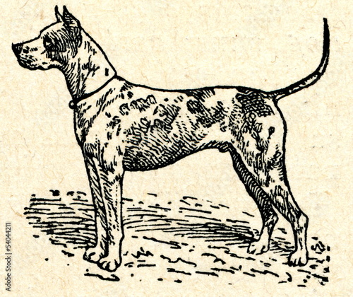 Canvas Print Great Dane