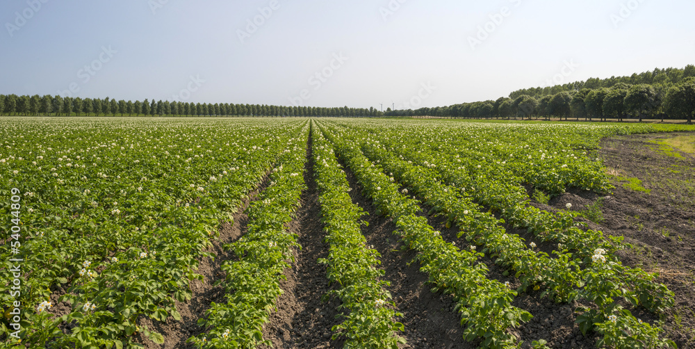 Potatoes growing on a field in summer