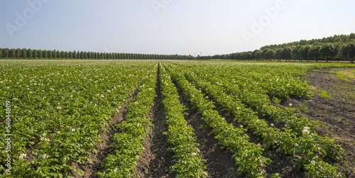 Potatoes growing on a field in summer