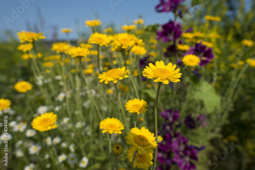 Wild flowers in a field in summer