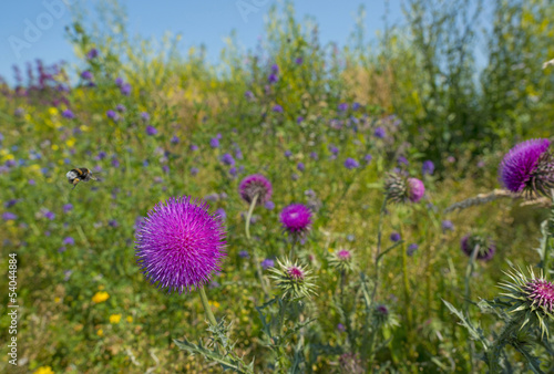 Flowers of a thistle in a field in summer