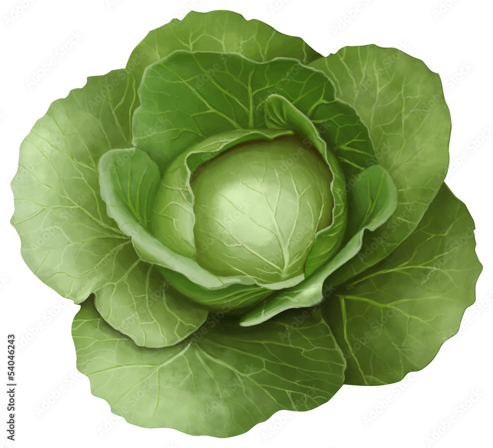Fototapeta premium green cabbage on white background