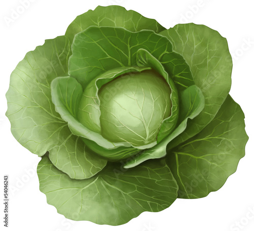 Wallpaper Mural green cabbage on white background