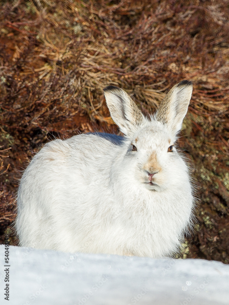 Fototapeta premium Mountain Hare