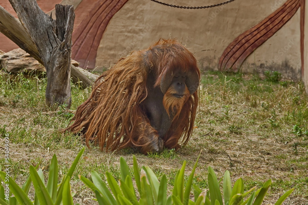 Fototapeta premium Orangutan ape in Johannesburg zoo