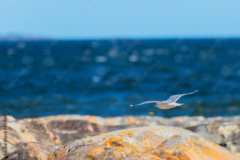 Naklejka premium Seagull flying over the shoreline