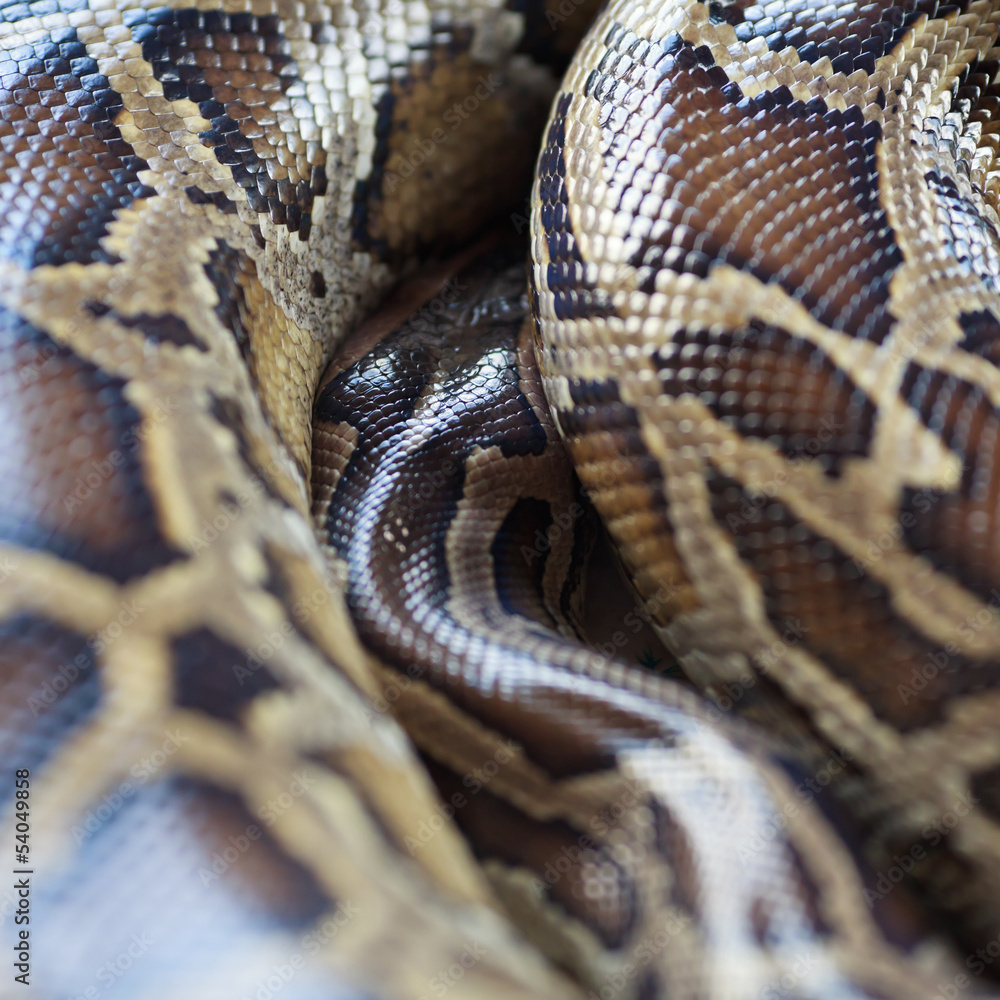 Obraz premium Close-up photo of burmese python