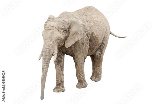 Elephant isolated on white