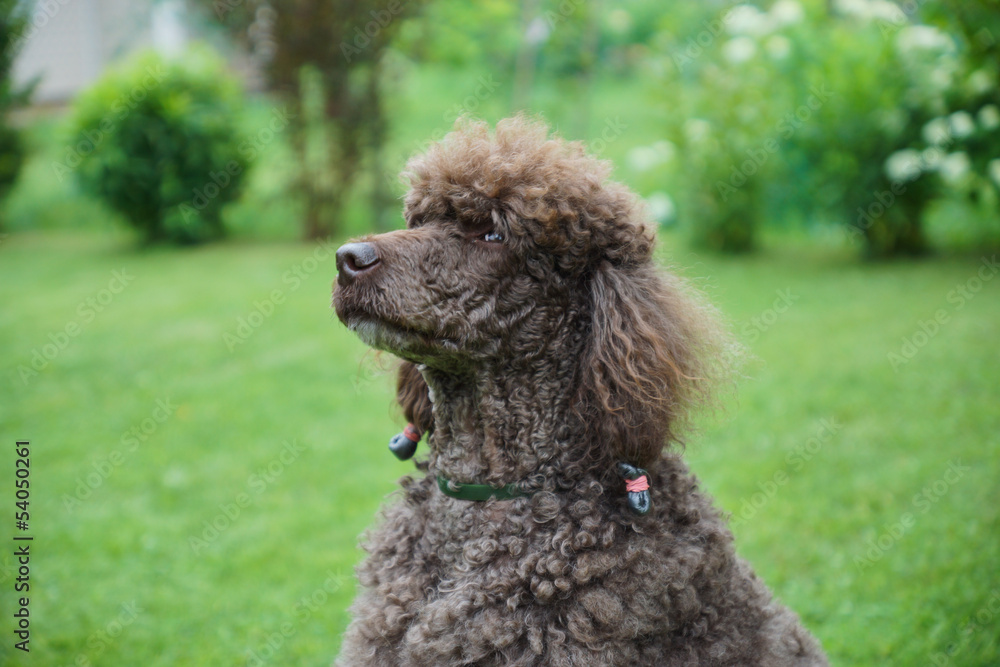 Black dog Royal poodle with tongue out in the garden Black dog Royal poodle with tongue out in the garden
