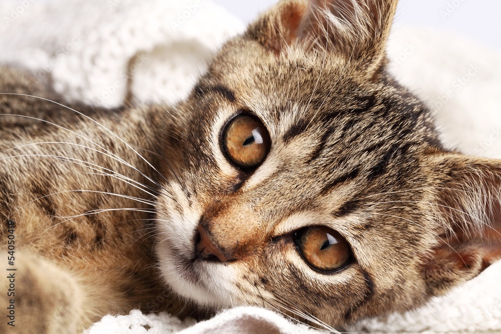 Close-up of cat on blanket. Close-up of cat on blanket.