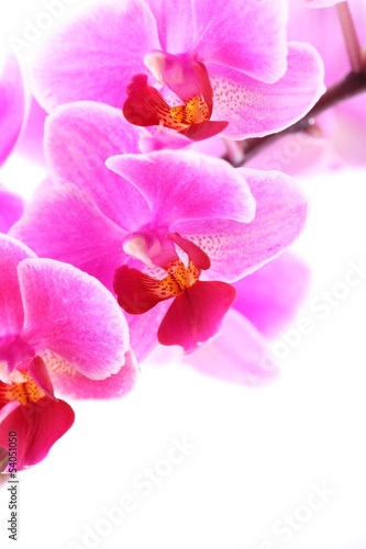 Close-up of orchid on white background.