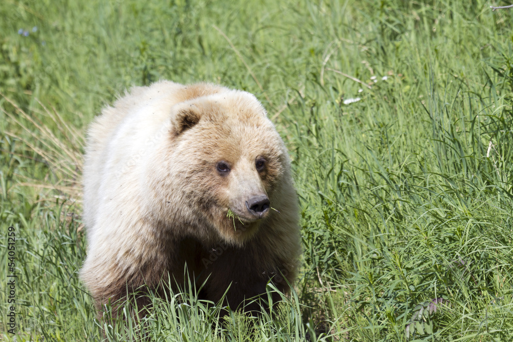 Fototapeta premium grizzly bear in the wild eating grass