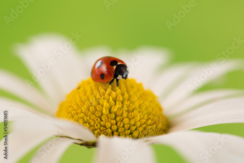 Marienkäfer auf einer Blüte einer Blume