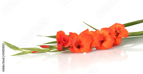 Fotografija branch of orange gladiolus on white background close-up
