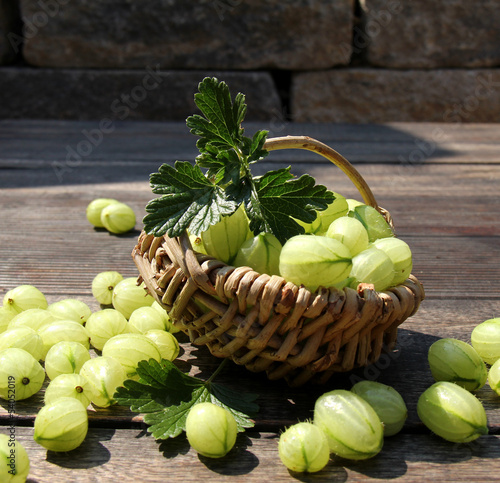 grüne stachelbeeren photo