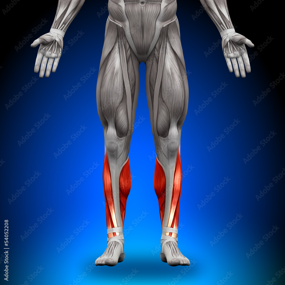 Calves Anatomy Muscles Stock Illustration Adobe Stock