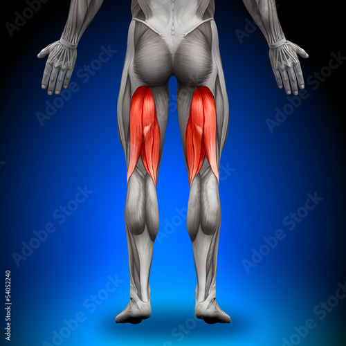 Canvas-taulu Hamstrings - Anatomy Muscles