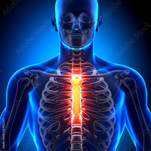 Tableau sur toile Sternum - Anatomy Bones