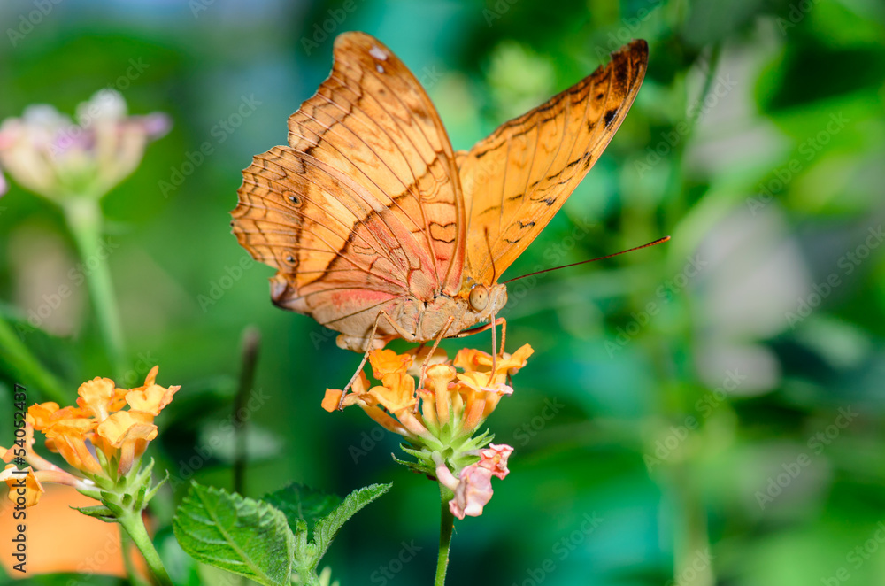 Obraz premium Butterfly