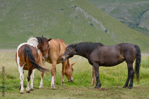 Cavalli al pascolo - horses grazing © Pietro D'Antonio