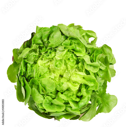 Fresh green salad isolated
