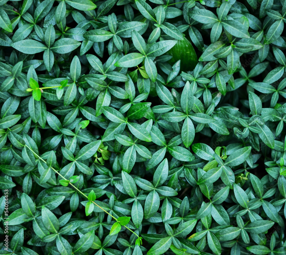 Green leaves background Green leaves background