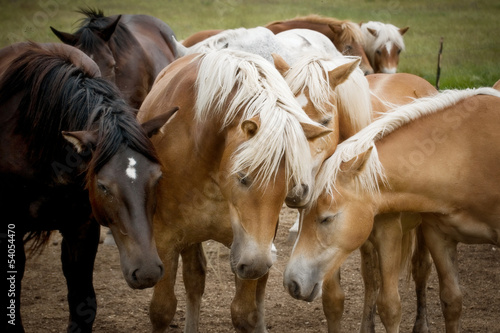 cavalli si riposano - the rest of the horses © Pietro D'Antonio