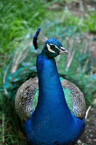 Wallpaper Mural Waccatee Zoo - Peacock Right Eye Torontodigital.ca