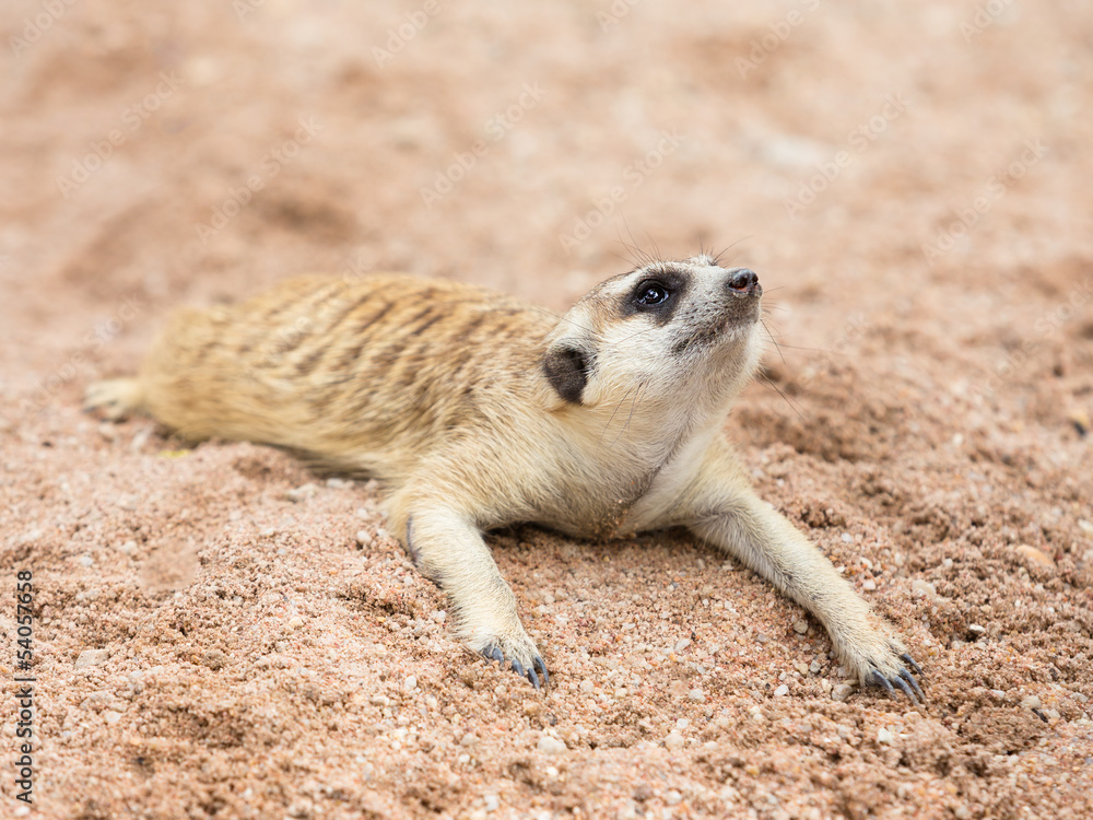 Fototapeta premium Meerkat (Suricata suricatta) crouching on sand