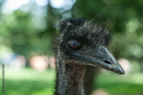 close up of ostrich head blinking photo