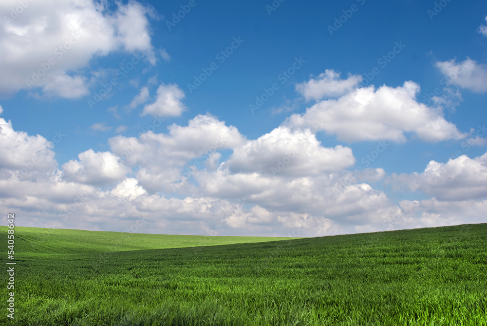 Pure innocence in green spring with blue sky and white clouds