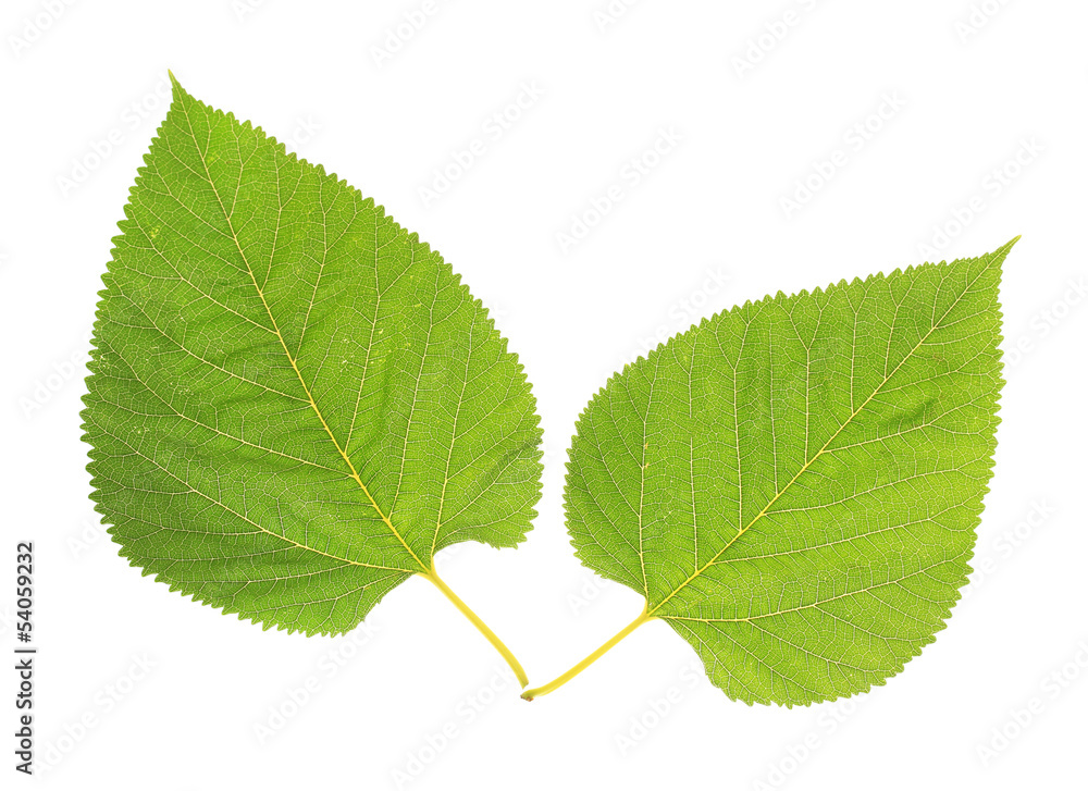 Fototapeta premium Beautiful green leafs isolated on white