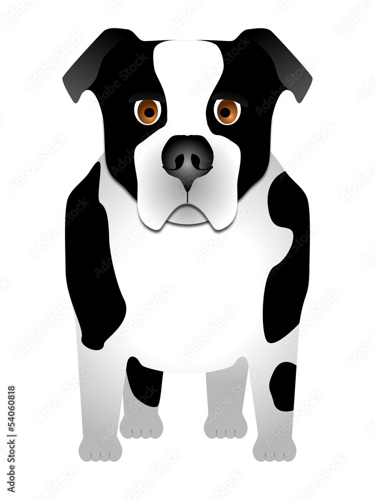 Fototapeta premium Dog
