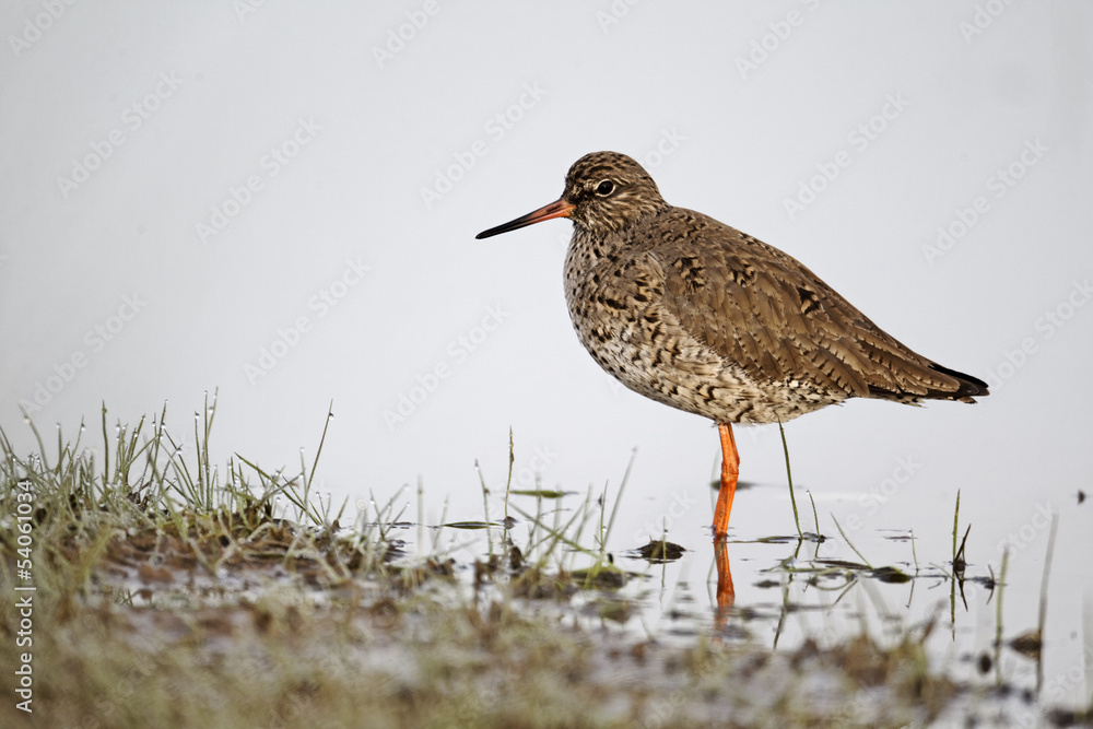Redshank, Tringa totanus Redshank, Tringa totanus